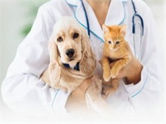 阜新寵物貓救助與專業寵物服務指南