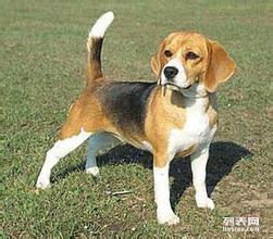 白廣路長期提供養老服務、托管終身寄養與寵物接送 北京寵物服務與互聯網數據服務的融合新篇章